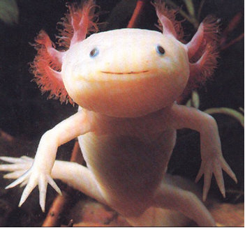 thesis:axolotl.jpg